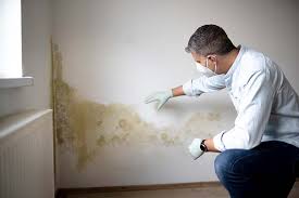 Best Environmental Consulting for Mold Prevention  in Brazil, IN